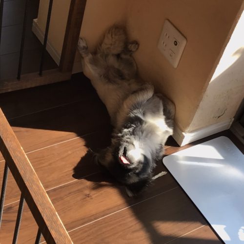 陽気のいい日は